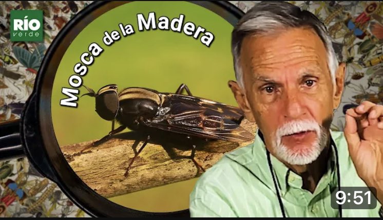 MIZAUCV's tweet photo. “Mosca de la Madera”, en la serie “Entre Insectos y Bichos” https://t.co/IUYv8ShIhA de @rioverdeoficial su canal de @YouTube 
Conociendo nuestra diversidad de invertebrados en alianza entre Río Verde @rioverdeoficial y MIZA-UCV @MIZAUCV
Bienvenidos y síguenos en redes sociales. https://t.co/J2VVVK1UHH