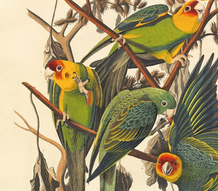 A CFP on what I think is a very unique topic. It zooms in on representations of animals in poetry, which is no doubt an underexplored area. 

Come visit us in Porto and contribute to what promises to be a very special collection and an important contribution to the field.