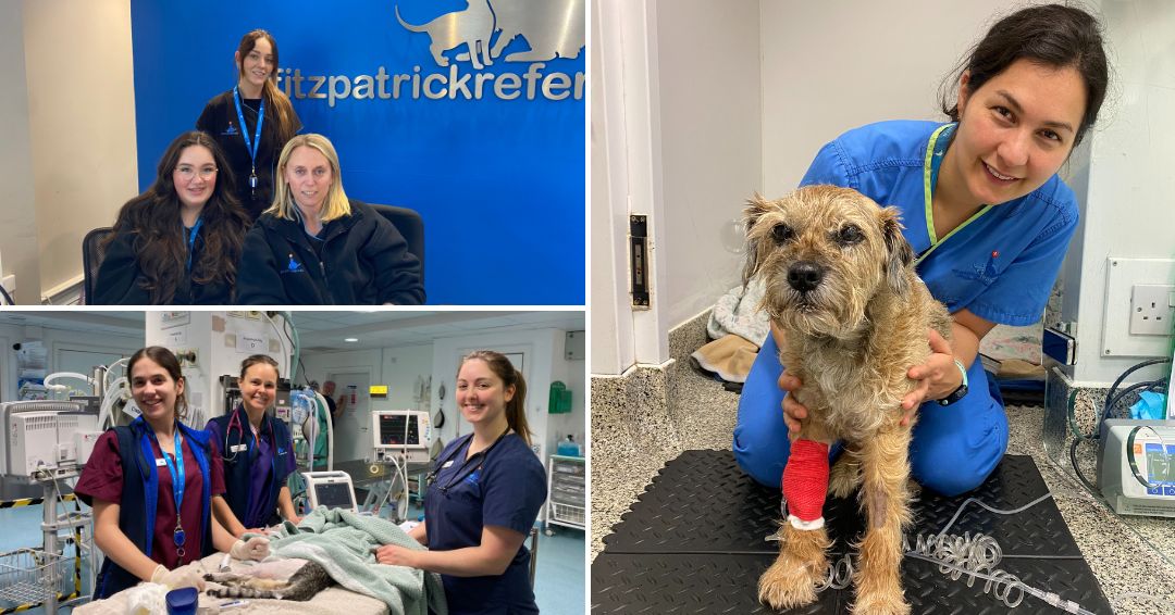 Happy #InternationalWomensDay! We’re proud to work with so many talented, compassionate and supportive women in veterinary, who inspire us daily! #IWD2024 #internationalwomensday2024