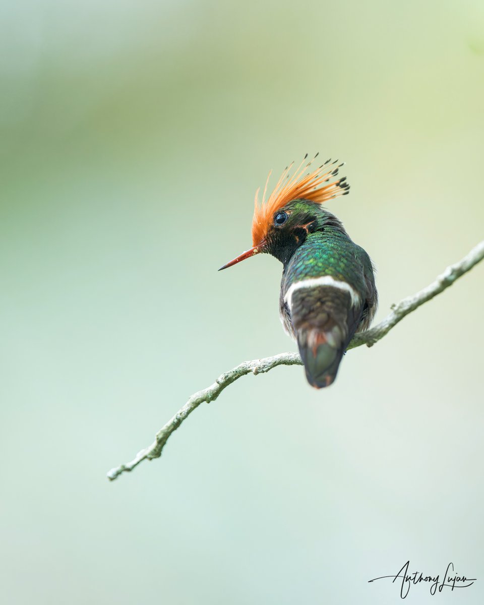 Rufous-crested Coquette Lophornis delattrei Status - Least Concern @waqanki_lodge_oficial Sony A1 - Sony 600mm #rufouscrestedcoquette #coquette #hummingbird #colibrí #beijaflor #Trochilidae #hummingbirds #peru #hummingbirdsofperu #nuts_about_birds #earthcapture #nature #natge...