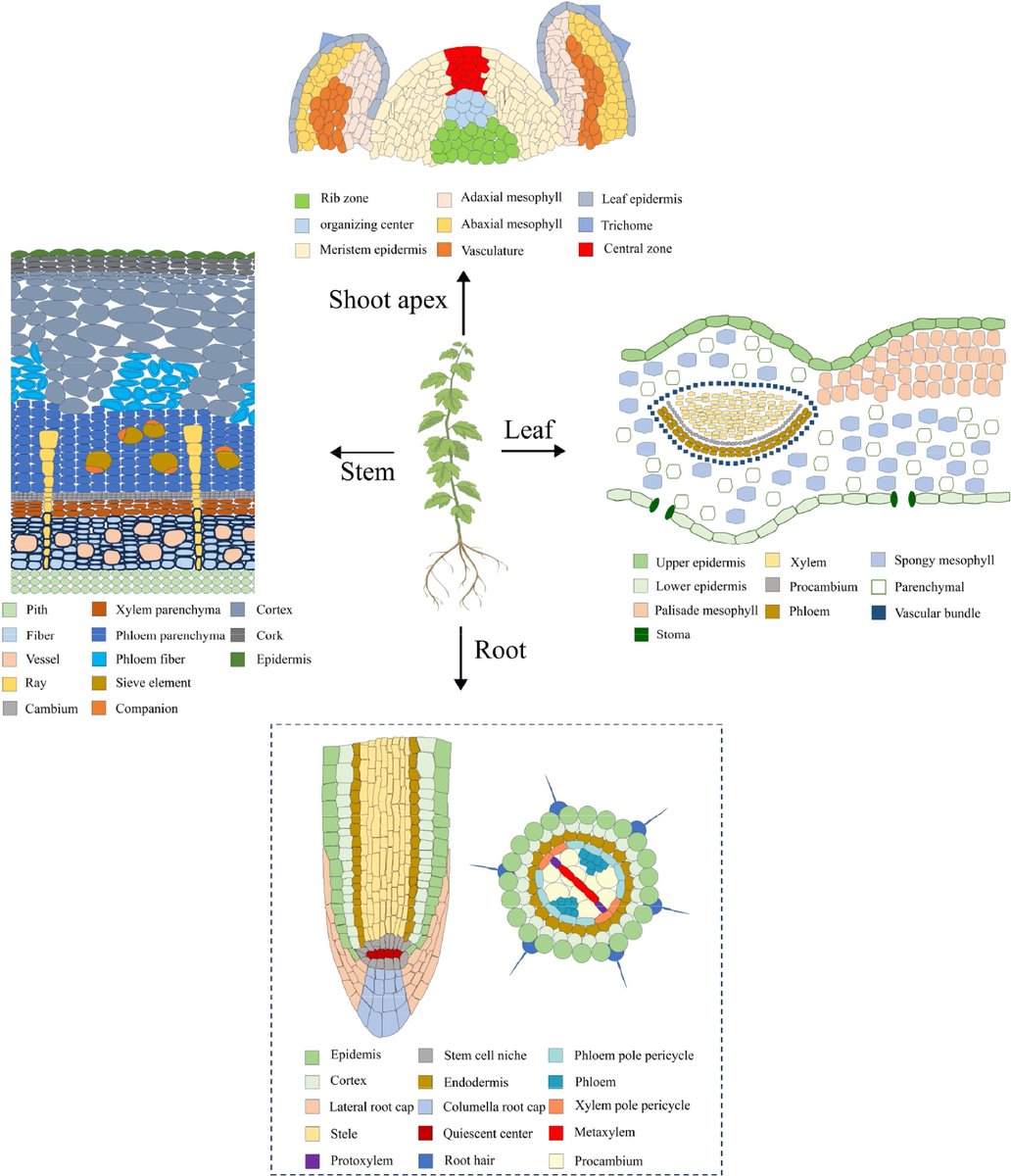 ForestryRes's tweet image. High-throughput sequencing and single-cell transcriptomics revolutionize woody plant research, unlocking cellular-level insights and addressing challenges in molecular biology. #PlantResearch #SingleCellTranscriptomics @MaximumAcademic
Details: maxapress.com/article/doi/10…