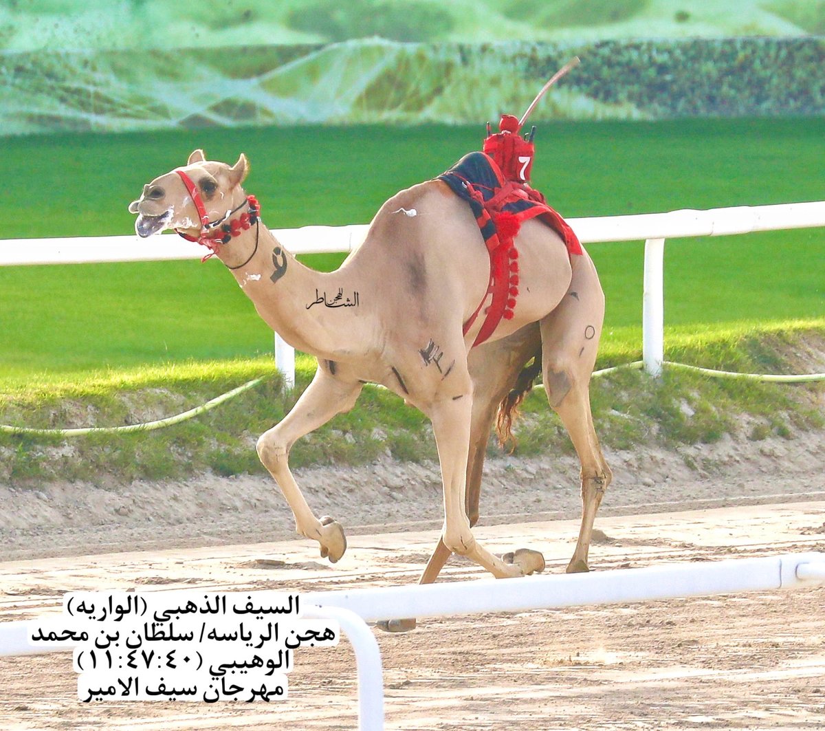 h3223b's tweet photo. سيف الذهبي الحول (الواريه) هجن الرياسه/ سلطان بن محمد الوهيبي (١١:٤٧:٤٠)مهرجان سيف الامير https://t.co/hOF82KfTm7