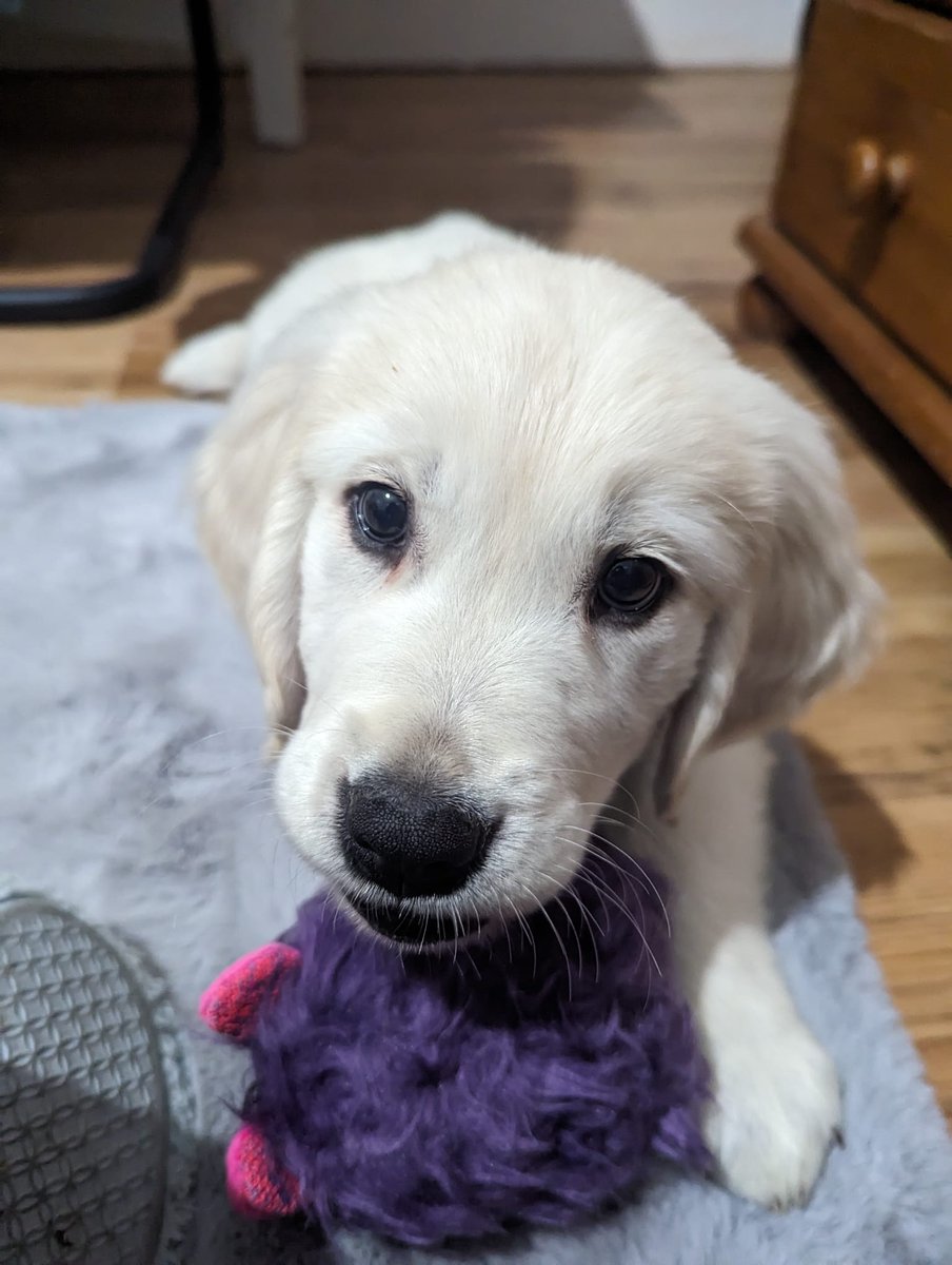 My first role model, my introduction to pursuing art as a career, the creator behind the show that made my younger self believe I could do anything if I worked hard and ate good food. Shit, we even named our puppy Goku! Thank you for your legacy, rest in power levels over 9000 💜