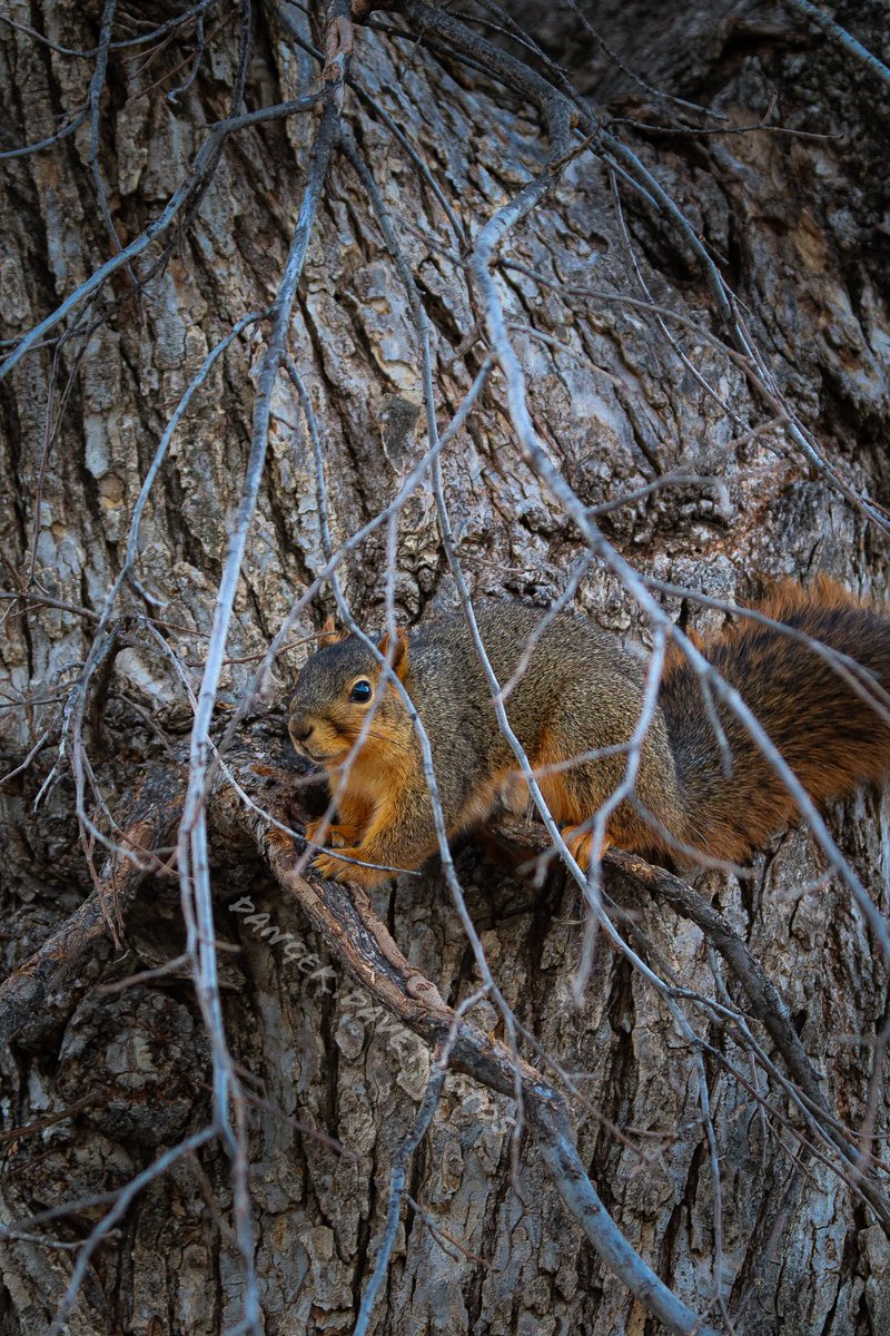 This squirrel friend was the one mentioned in yesterday’s caption,  his evasion skills were on point. 
Fox Squirrel, Manhattan Kansas 
📸  🐿️  😊

#kansas #kstate #manhattanks #foxsquirrel #nature #outdoors #naturephotography #photographer #friyay #squirrel #wildlifephotography
