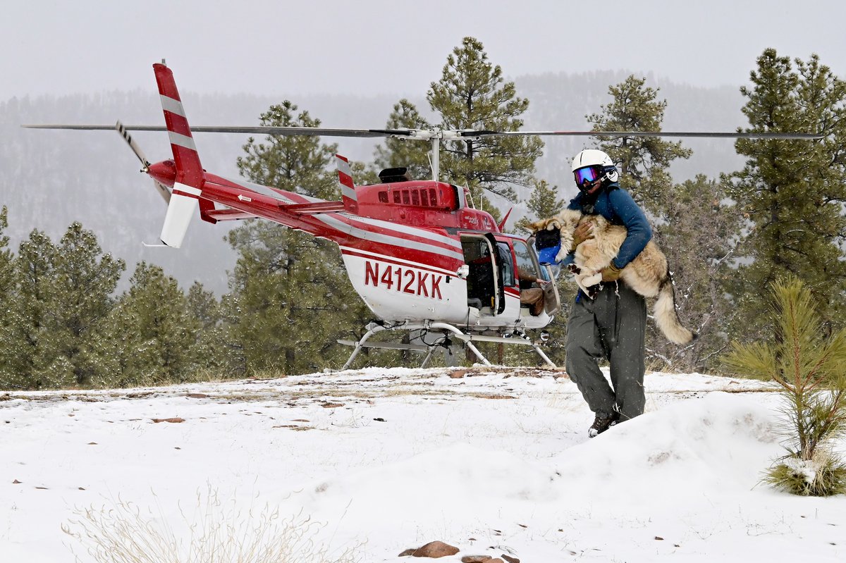 🐺 Mexican wolf population grows for eighth consecutive year! This increase marks the longest continuous streak since recovery efforts began.
#conservationatwork #ConservationSuccess

Learn more: azgfd.com/2024/03/06/mex…