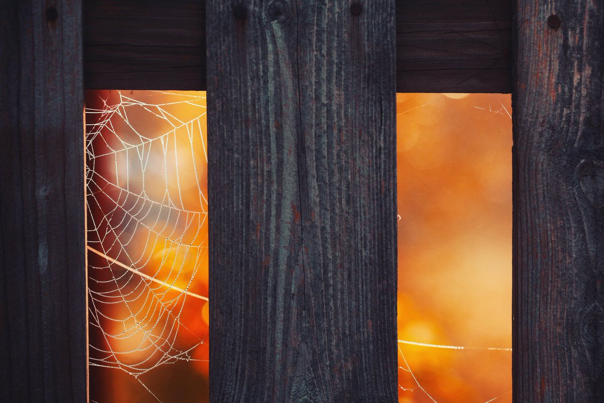 Cederfjärd tweet media