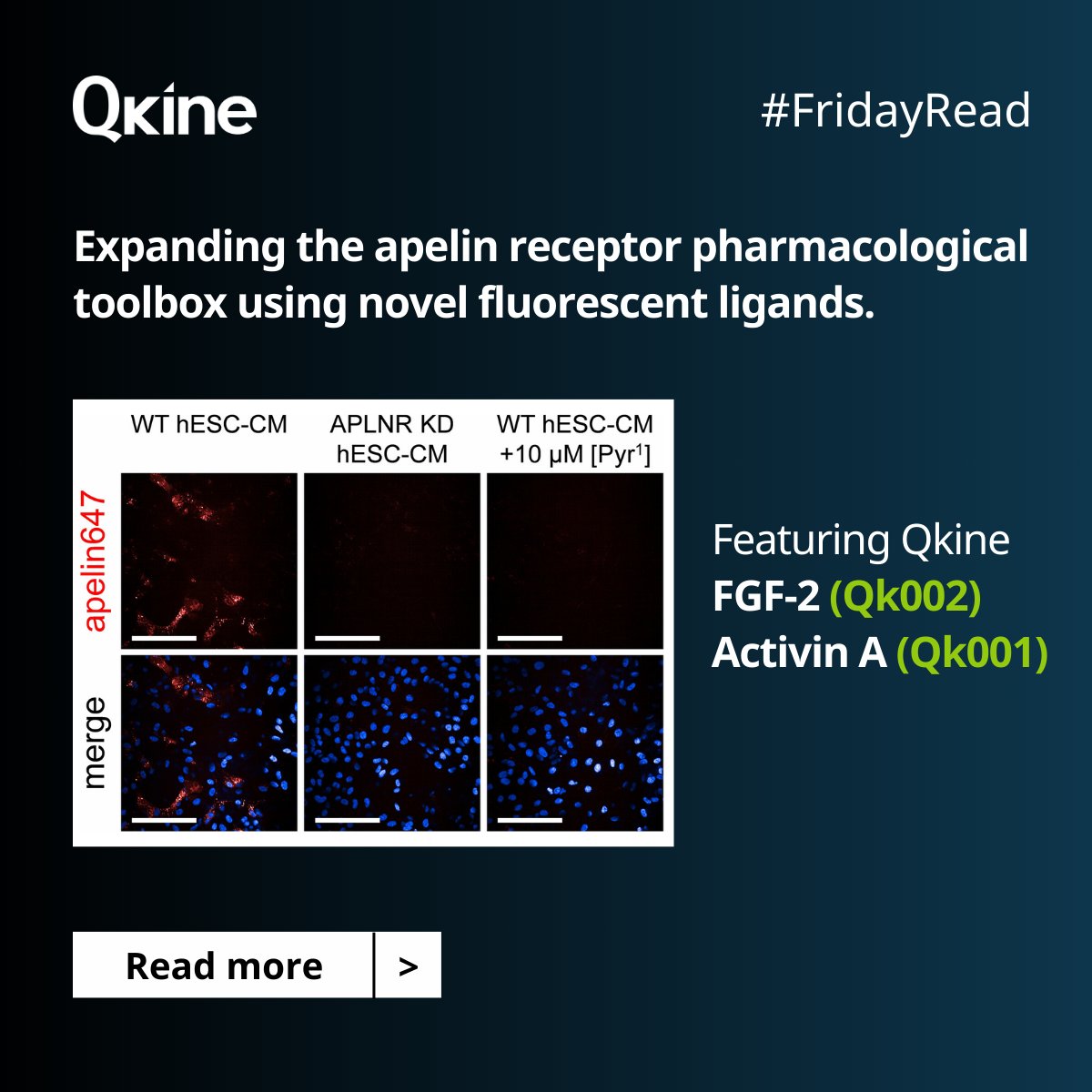 QkineBio's tweet photo. Our latest #FridayRead comes from Williams, T. L. et al at @Cambridge_Uni, where they described novel fluorescent ligands to study the apelin receptor.
Their study features FGF-2 and Activin A proteins from Qkine.
https://t.co/GdVC8XdLgs
#GrowthFactor #StemCells #AnimalFree https://t.co/4VVfsp7TDf
