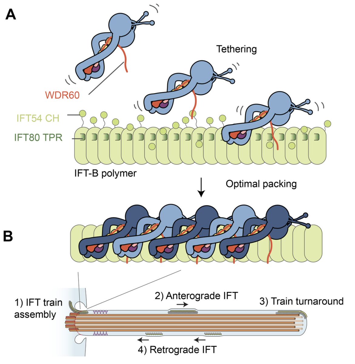 Today in #journalclub we covered the beautiful, hot off the press paper by the Roberts lab, revealing structures of dynein-2 and importance of the intermediate chain proteins (particularly WDR60 NTD) in cilia assembly and tethering of dynein to IFT trains. embopress.org/doi/full/10.10…