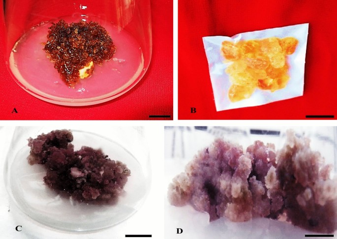 Phytochemical analysis and enhanced production of alkaloids in non-dormant corm-derived callus of Gloriosa superba (L.) using plant growth regulators and abiotic elicitors

link.springer.com/article/10.100…