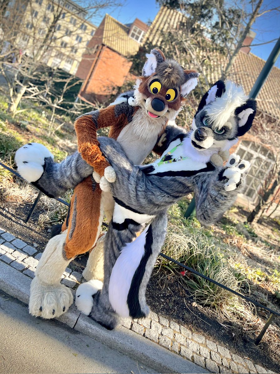 Wild wolfin' with <a href="/EuanWolf/">Euan</a> at #NFC2024

📸 <a href="/AliasHusky/">Alias @ NFC</a>
#FursuitFriday