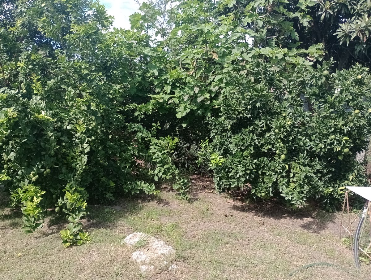 Brainrot_Zone's tweet photo. Went to visit him today because I was in the area
I miss him every day
The trees around his grave are so grown now, they had just been planted when I buried him https://t.co/PQiOyRJUsB