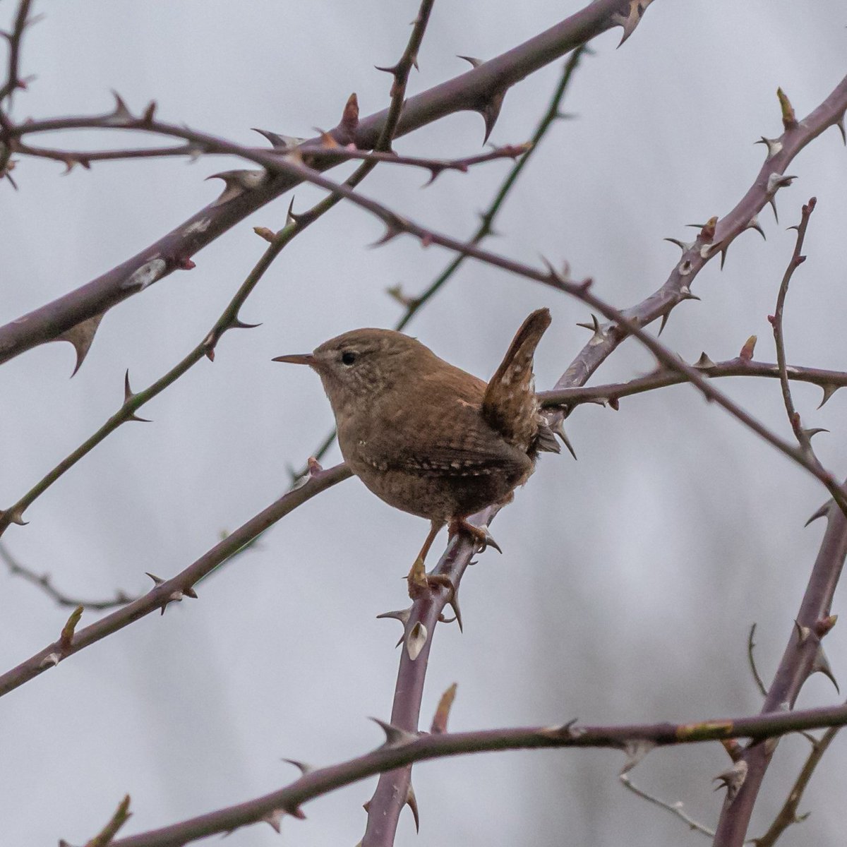Spolvilla's tweet photo. Good to be back @ladywalk_nr today on a coldish morning walk. Highlights Redshank, Little Egret, Buzzard, Goosander, Peregrine and a very obliging Wren. Plenty of Teal and Wigeon left still. Pics with @OriginalQwerty. https://t.co/E5Ye0wGEGG