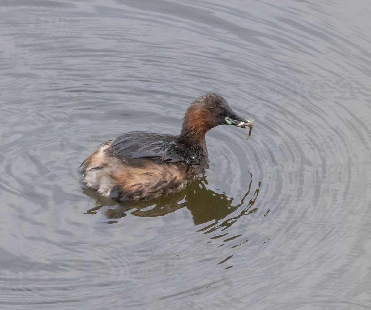 Spolvilla's tweet photo. Good to be back @ladywalk_nr today on a coldish morning walk. Highlights Redshank, Little Egret, Buzzard, Goosander, Peregrine and a very obliging Wren. Plenty of Teal and Wigeon left still. Pics with @OriginalQwerty. https://t.co/E5Ye0wGEGG