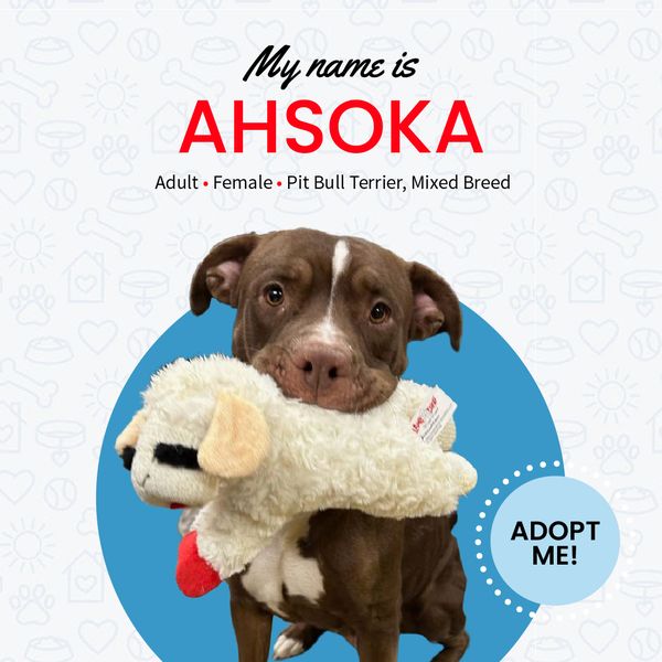 Hey #Chicago! .@SecondCityK9 #dogs #puppies #adoptio #EVENT 

#host .@PetSmart #Schaumburg 

Sat 3/09, 10 AM – 1 PM

#AdoptDontShop #AdoptDontBuy #AdoptAShelterPet #AdoptAShelterDog 

sccrescue.org/event/adoption…

facebook.com/PetSmartSchaum…

Meet Ahsoka & Friends!
facebook.com/SecondCityCani…