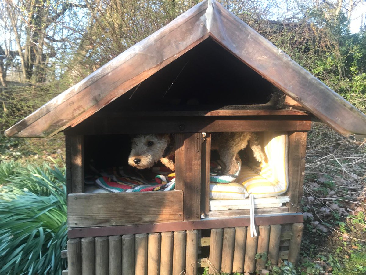 Hello pals, look this is my tiny summer house 🏡 in the garden 🐕‍🦺😃