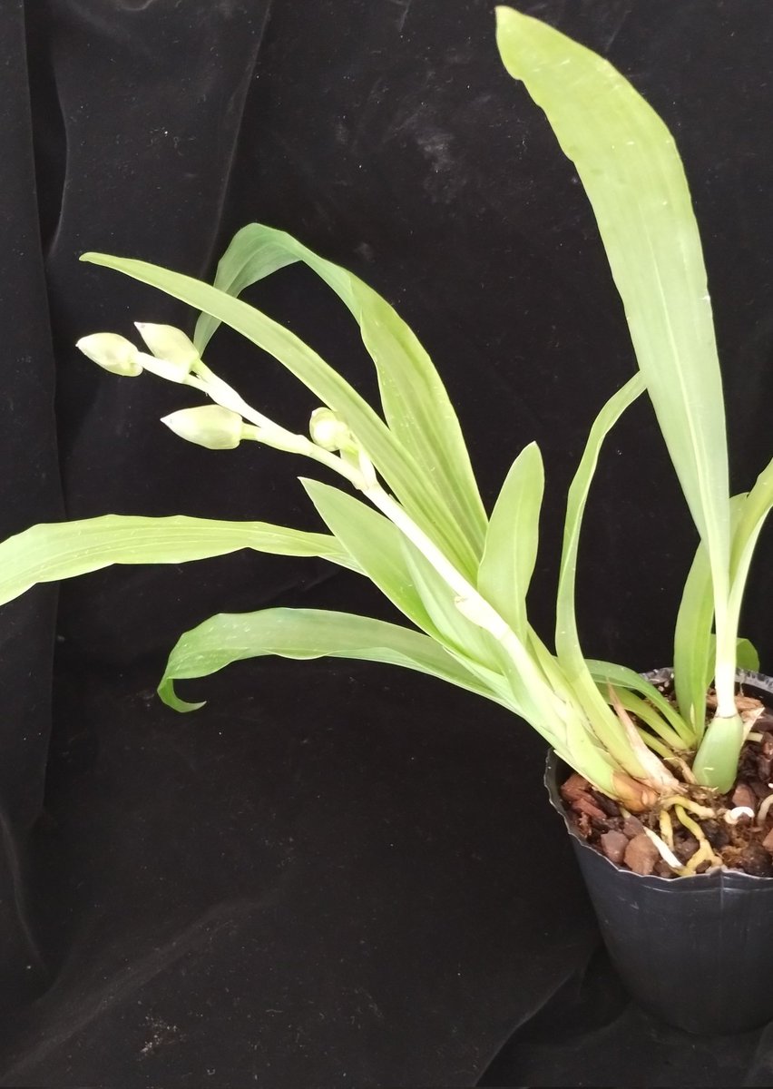 PetrovichBilly's tweet photo. #Zygopetalum Artur Elle 'Tombstone' waiting to happen #FatBuds for 💚💜#ClubZygo #Orchid https://t.co/YlMwBbWUHC