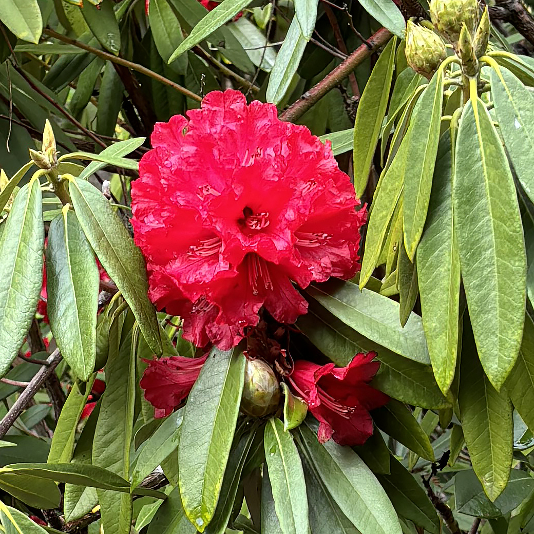 March heralds the bloom season for the rhododendrons in the Garden's Asian Area. Come for a visit and explore the color, variety and beauty of these magnificent plants such as this one: Rhododendron arboreum. #rhododendrons #ucbg #botanicalgarden #garden #flowers #rhododendron