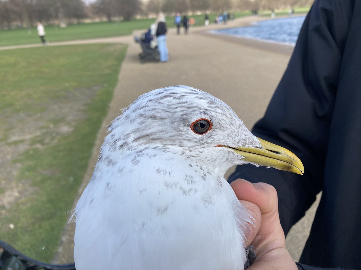 Finished our @theroyalparks waterbird monitoring for the season today with an impromptu attempt for #gulls. A 14+yo Black-headed Gull control and 2 Common Gull #roundpond #ringing #londonbirds.