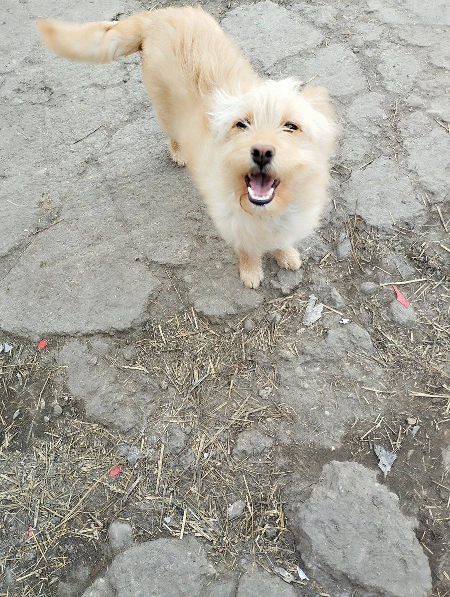 Ljiljan65880270's tweet photo. 🍒🐾Mala zuta cupavica 🐾
Stara je oko 9 meseci ,vesela , razigrana,voli drustvo deugih kuca 🙂Mala je ima oko 5 do 6 kg zavisno kako drugima mazne hranu 🥰Trazimo domic,porodicu koja ce je voleti ☑️Dovozim je licno u dom ,kont tel 
0654185868🌟🐾 https://t.co/ZqSpFKczDF