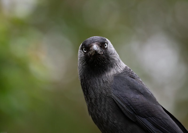 99% of Jackdaws look like Bradley Cooper!