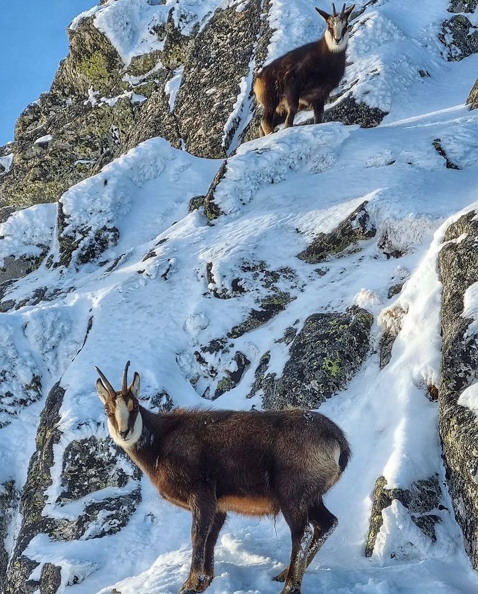 The mountain world is full of magic moments. Who would you go on wildlife trip with? More info about our offers and activities 👉 adventoura.eu RT #slovakia #hightatras #wildlife #adventure 📸@waldasss