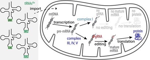 Blastocrithidia nonstopmitochondrial genome and its expression are remarkably insulated from nuclear codon reassignment doi.org/10.1093/nar/gk…