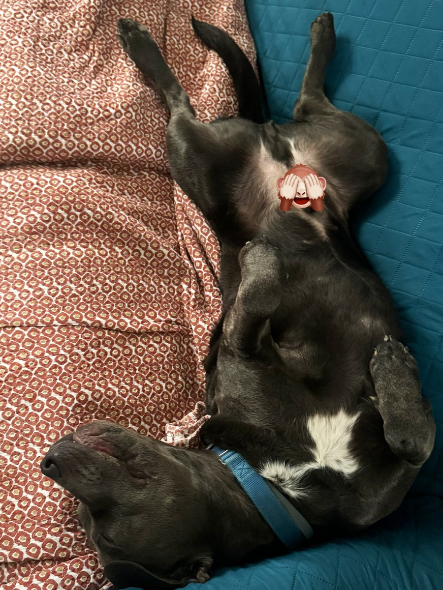 Dubs4Mutts's tweet image. 📝#LeashBiting happens for energetic puppies when they’re overstimulated &amp;amp; “can’t think.” NOT A REASON TO EU‼️ Initially our own Mr. 🐶 Kingston ♥️ was almost impossible to walk! 🤪 Still reverts on “wonky” days. Kind of like humans. We just adjust to his needs. #FostersSaveLives