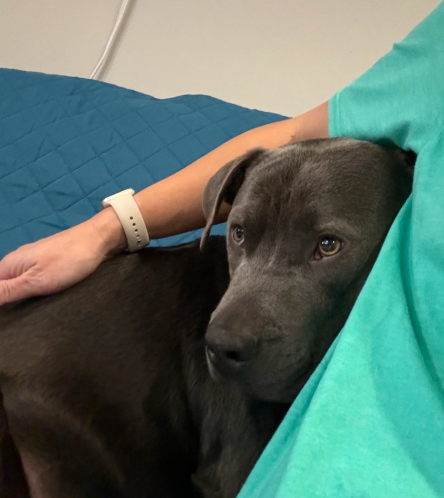 Dubs4Mutts's tweet image. 📝#LeashBiting happens for energetic puppies when they’re overstimulated &amp;amp; “can’t think.” NOT A REASON TO EU‼️ Initially our own Mr. 🐶 Kingston ♥️ was almost impossible to walk! 🤪 Still reverts on “wonky” days. Kind of like humans. We just adjust to his needs. #FostersSaveLives