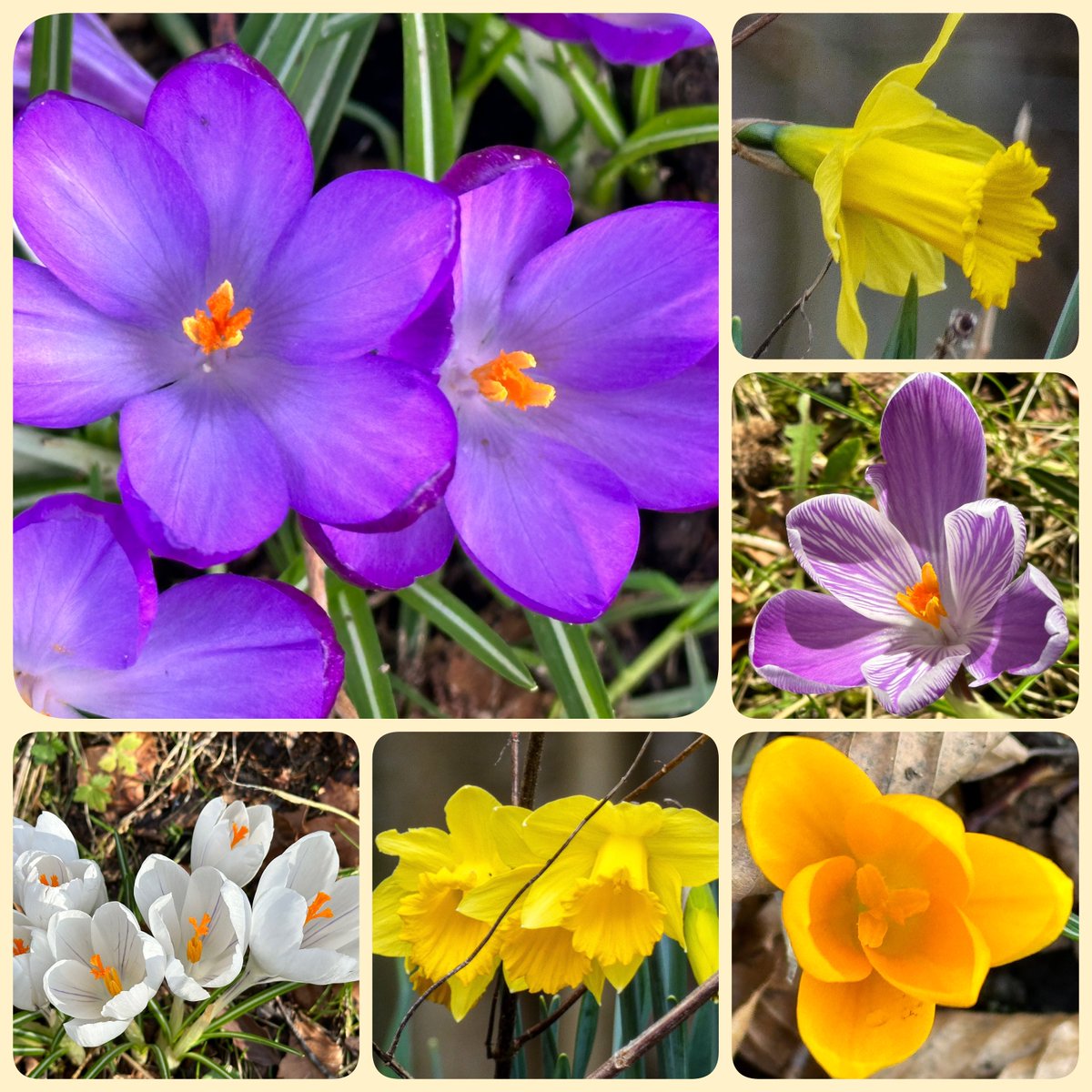 Happy #InternationalWomensDay and #FlowersOnFriday! For ALL the wonderful women in the world who inspire, include and help others, but rarely get the recognition they deserve. Thank you for everything you do! 💐🫶 #InspireInclusion #flowerphotography #ThePhotoHour