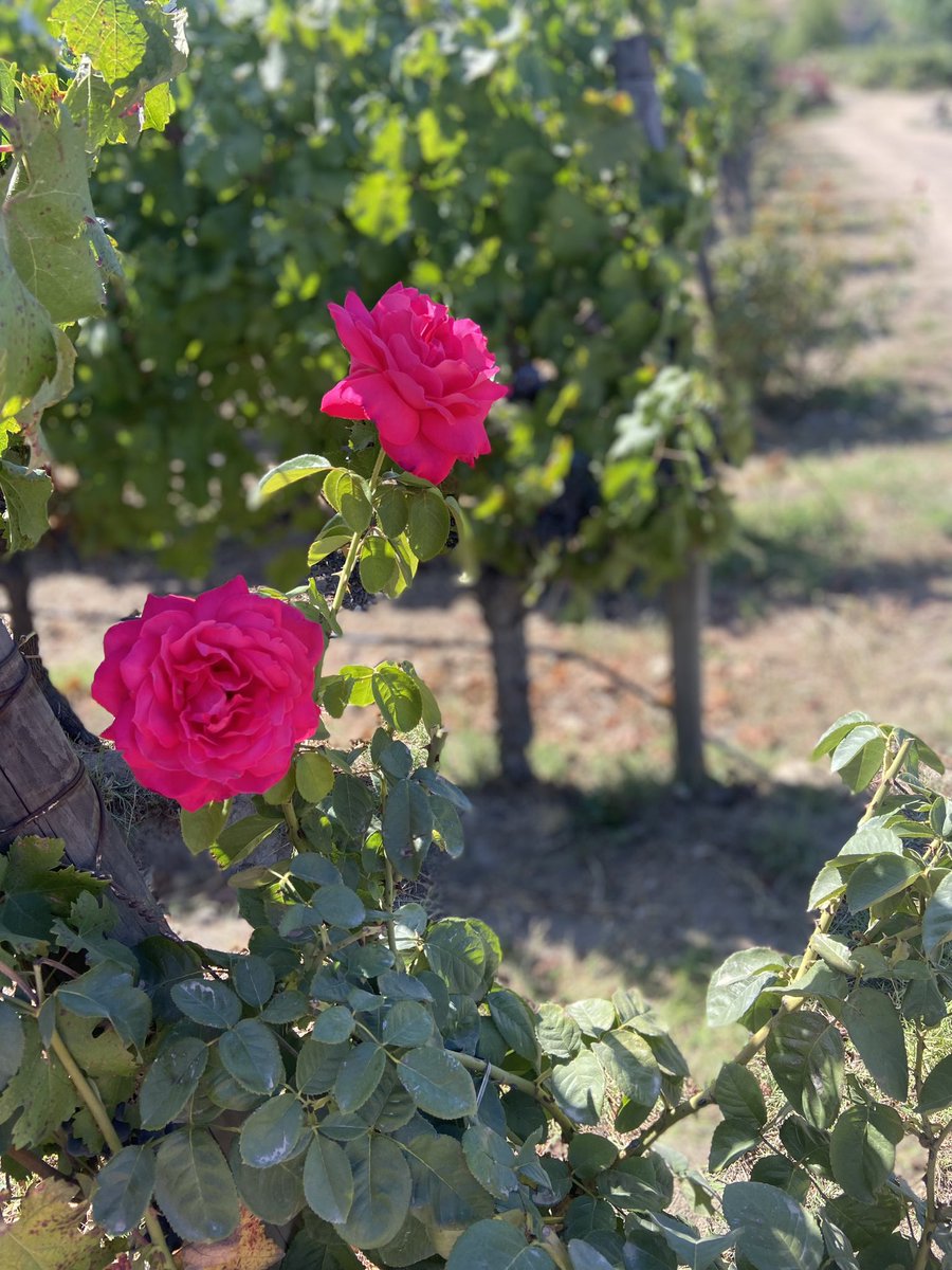 Celebrating International Women’s Day with our hugely talented Vina Carmen winemaker Ana Maria Cumsille (very ably assisted by Pablo Prieto) in the Apalta vineyards #vinacarmen