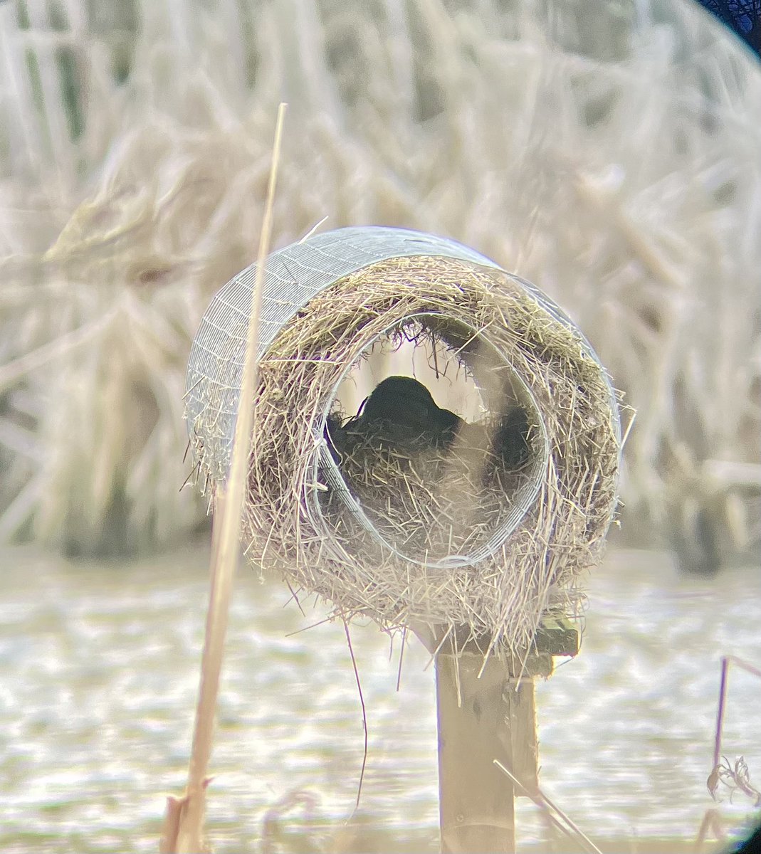 It’s official - the mallard nesting season has begun! Two of the local nesting tubes here in northern Essex are already occupied 🪺