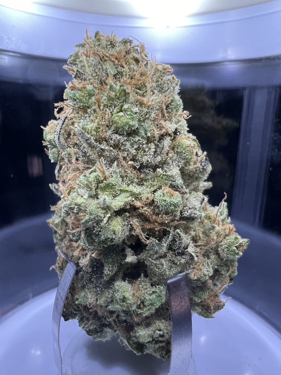 Red Bullz - <a href="/compound_philip/">compoundgenetics</a> 
Moonbow - <a href="/carmelcannabis/">Carmel Cannabis</a> 
Ghost OG - <a href="/carmelcannabis/">Carmel Cannabis</a> 
Royal Moby - <a href="/MendoMedical/">Mendo Medical</a> 
#CannabisCulture #420Life #Marijuana #CannabisLifestyle #HighLife #WeedWednesday
#CannabisNews