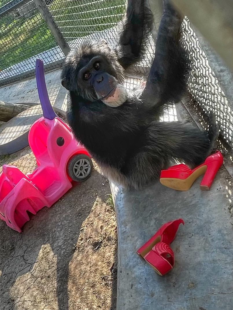 Hey Bubba, What’s going on with those enormous, sassy heels?  Hint:  Presents feed his shoe fetish.