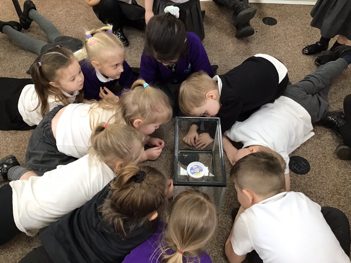 We have had a very exciting afternoon today in EYFS ! We had a very special delivery of some caterpillars! We can’t wait to watch the metamorphosis process over the next few weeks and watch our caterpillars turn into beautiful butterflies 🐛🦋#BWPscience