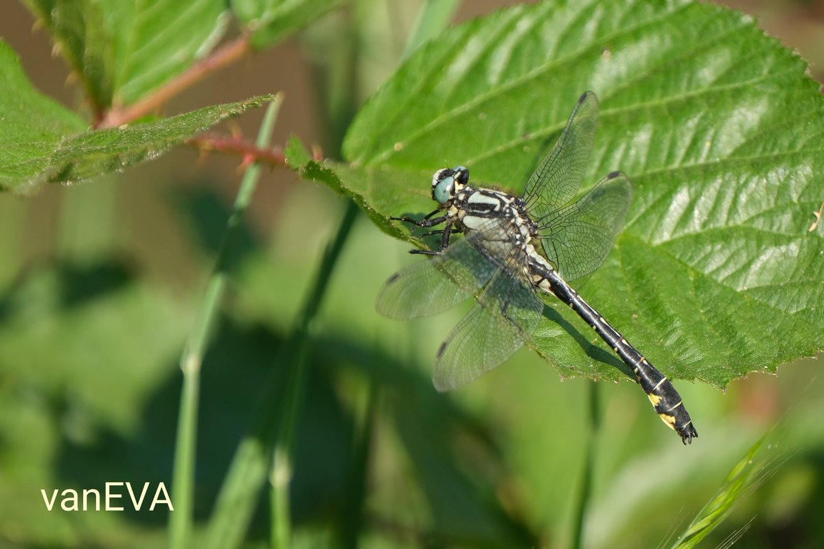 e_vanEVA's tweet image. En ook nog de #beekrombout #libellente