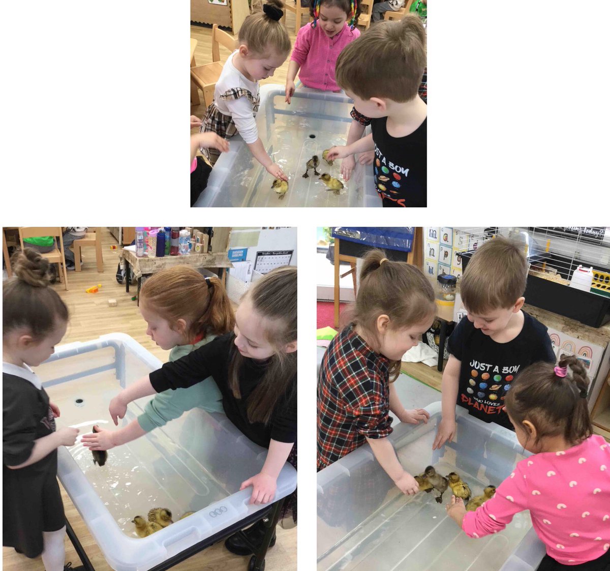 This morning we had an exciting addition to our water tray 🦆 Reception enjoyed watching our ducklings splash in the water 🌈 @parishschool1 #Parishearlyyears