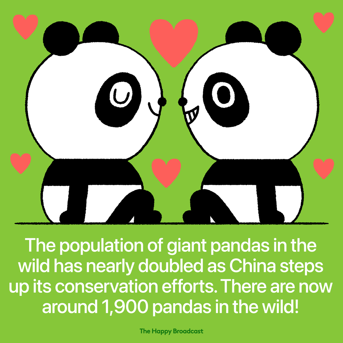 According to China’s National Forestry and Grassland Administration, the total number of giant pandas increased from 1,100 in the 1980s to 1,900, marking a significant victory for wildlife conservation. Read more: thehappybroadcast.com/news/giant-pan… #panda #conservation #wildlife