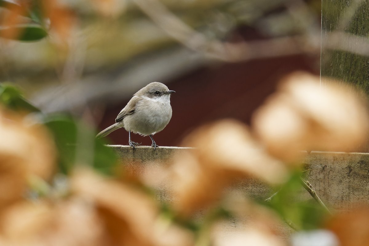 elocbirder tweet picture