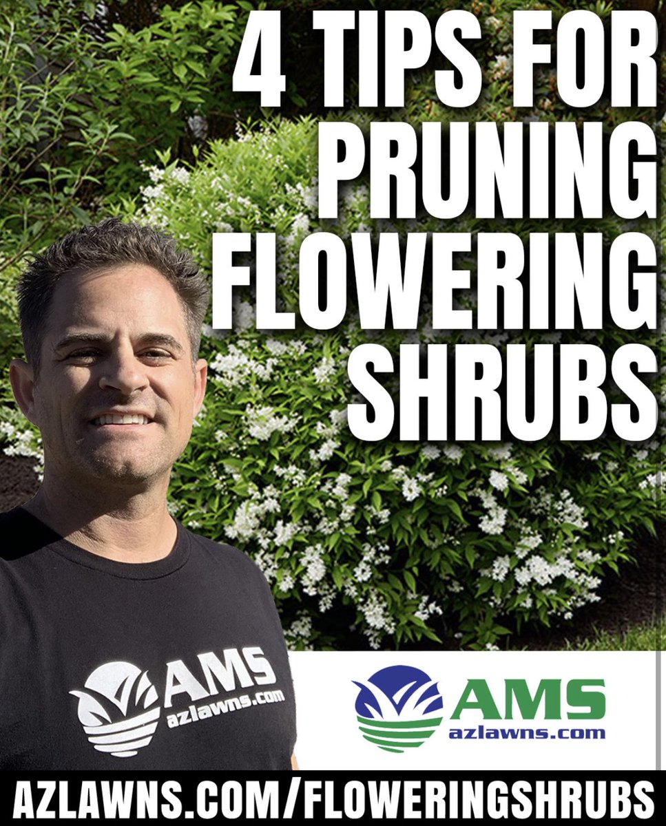 4 Tips For Pruning Flowering Shrubs 
.
When Is The Best Time To Prune Flowering Shrubs? 
.
azlawns.com/floweringshrubs
.
#floweringshrubs #4tips #pruningshrubs #azlawns #amslandscaping #lawncare #lawnservice #cleanup #landscaper  #azfamily #azcentral #abc15 #fox10phoenix #12newsaz