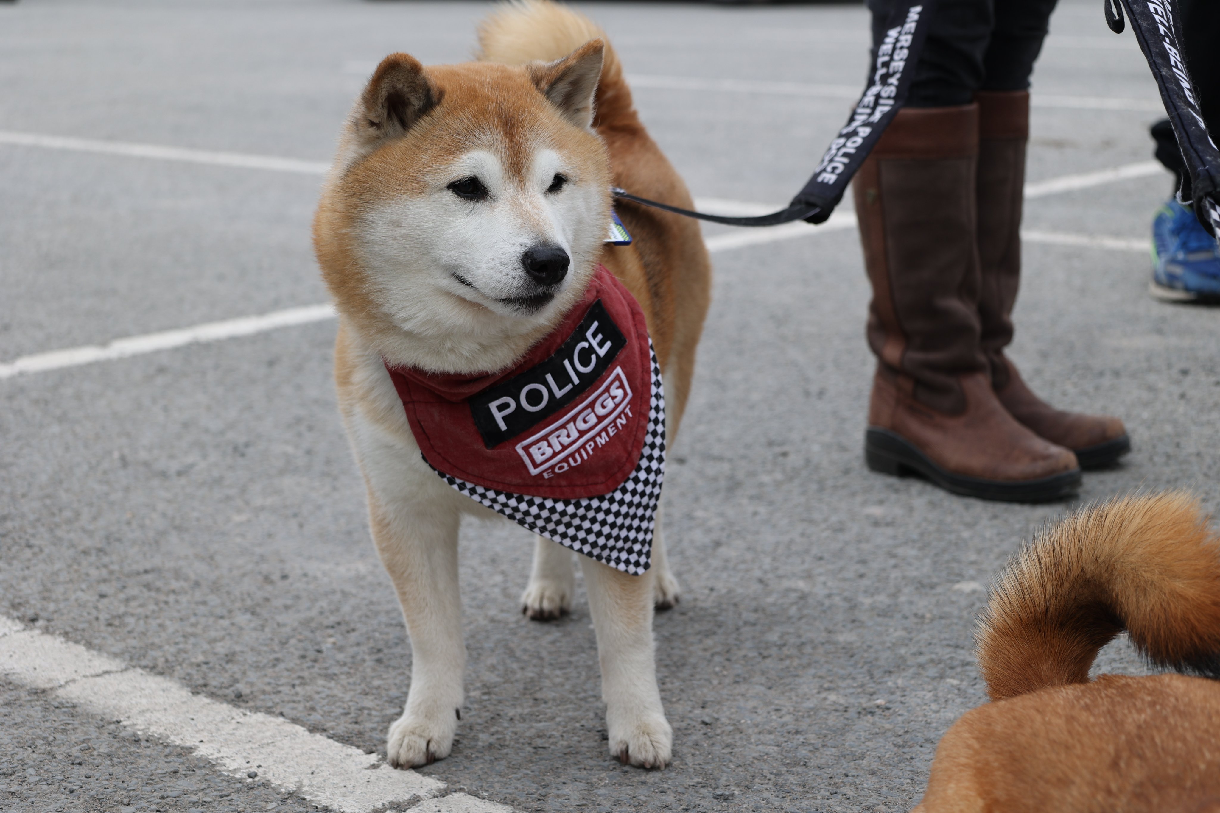 Shiba inu cheap police dog