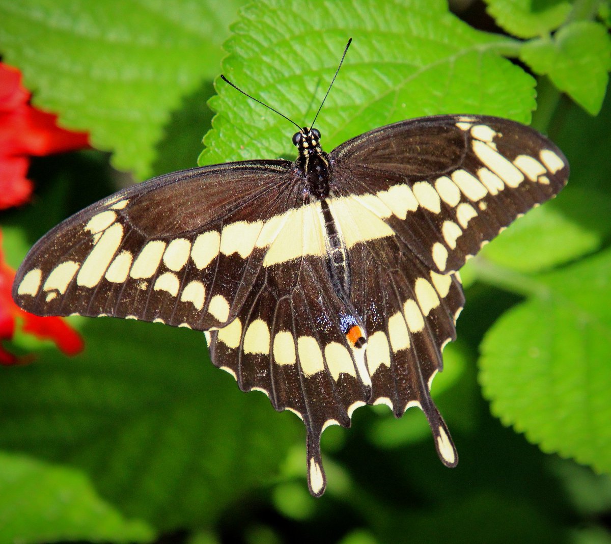 LillieDeans's tweet photo. #swallowtail #flyawayfriday #springahead #photography https://t.co/NIwSX1zIUP