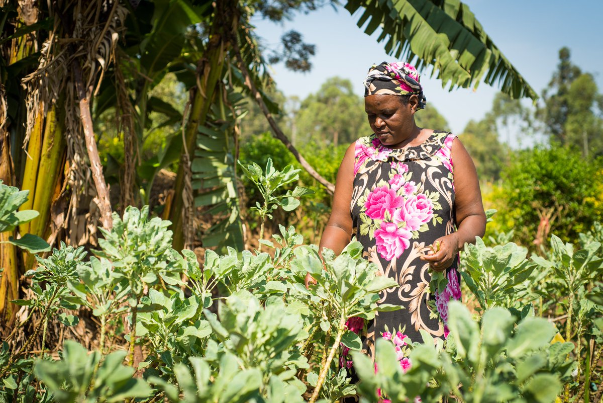 SAWBO celebrates # InternationalWomensDay Women in agriculture are key to global food security #IWD2024 #SAWBO #PurdueUniversity @kataruconcepts @AnneLutomia