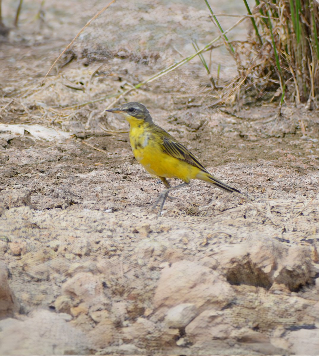 Western Yellow Wagtail. #birds #BirdsSeenIn2024 #BirdsOfTwitter #TwitterNatureCommunity.