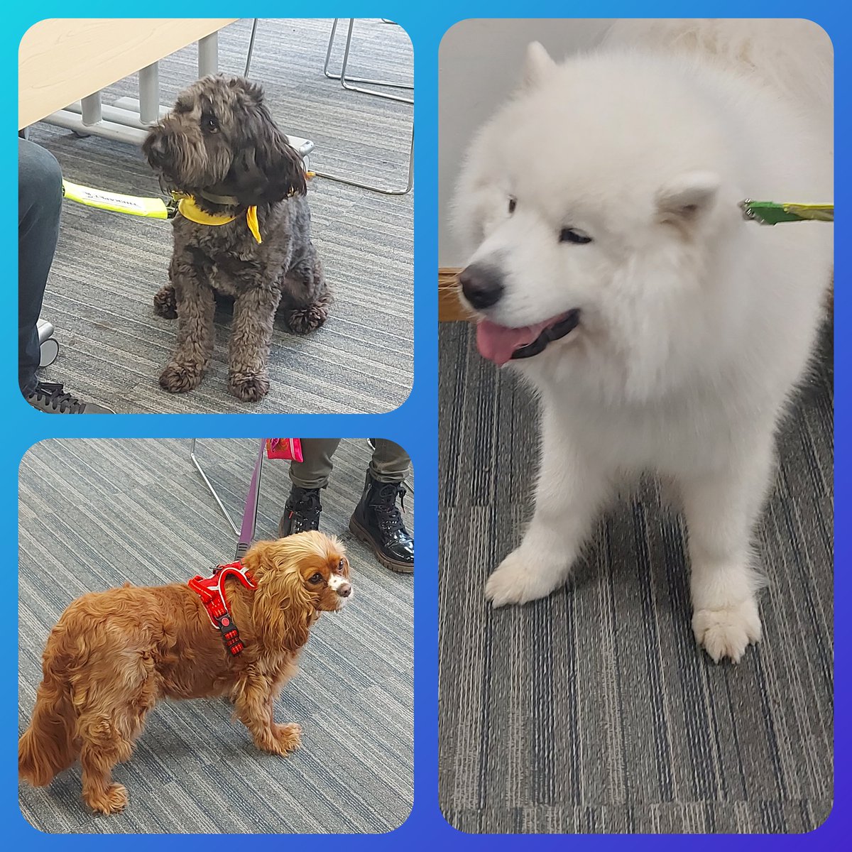 MBChB student Support, Dundee (@dundeemedmentor) on Twitter photo A fre of our furry friends who visited <a href="/UoDMedicine/">UoD Medicine</a> from <a href="/CanineConcern/">CanineConcernTrust</a> today. Thank you so much. #PetTherapy #UniMentalHealthDay A fre of our furry friends who visited <a href="/UoDMedicine/">UoD Medicine</a> from <a href="/CanineConcern/">CanineConcernTrust</a> today. Thank you so much. #PetTherapy #UniMentalHealthDay