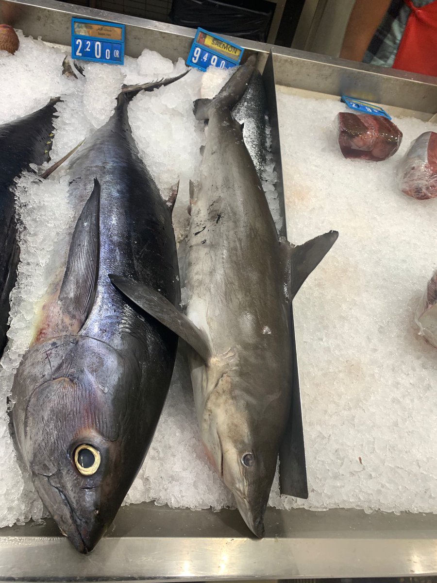 More sampling of sharks in Oman during our pilot study. Here at Seeb market where we encountered several threatened species and were given free access & much help from merchants & quality inspectors. Juvenile sharks are preferred and sold as dried meat.@SciencesNCL @IUCNShark