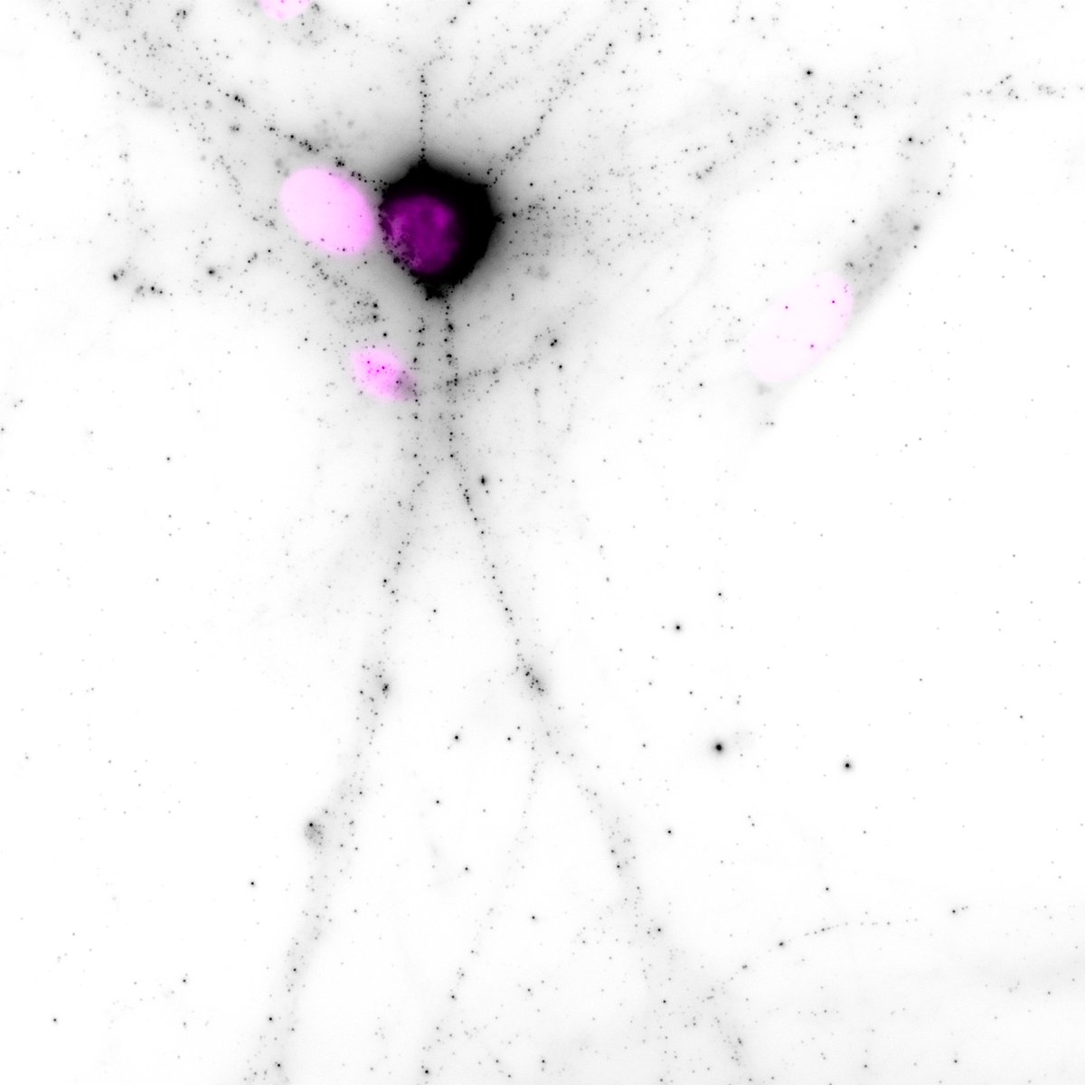 fluorescence friday: after countless antibodies tested/tests (and failures)... SynGAP1 (pan, black) in DIV 21 cortical neurons. Magenta DAPI. perseverance credit to @RhysLivingstone