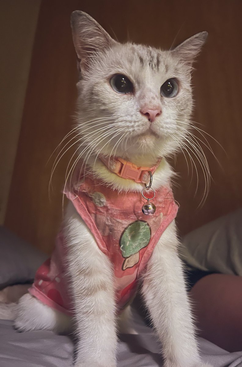 Pandaaaa97's tweet image. Bajunya udh jelek bgt🥲