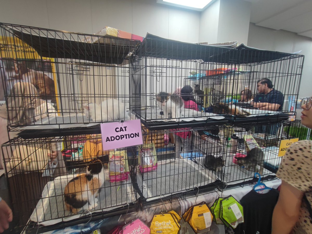 Tolonglah pergi adopt kucing2 dkt Cat Expo IOI Putrajya guys..comel2..idk if kene bayar anything but it's better than beli baka mahal2. Comel n sihat2 semuanya. Banyak lagi tapi tak sempat tangkap 🥹..expo sampai ahad nie..dtg ok adopt..awok tak boleh adopt 😅 *Tolong retwt 🔥😊