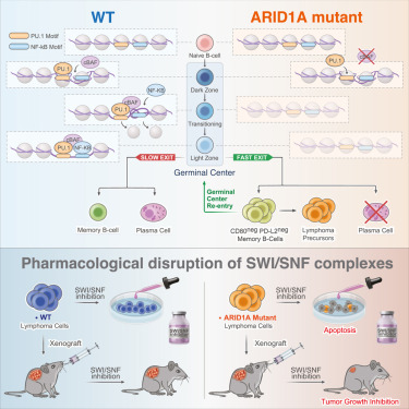 Online Now: ARID1A orchestrates SWI/SNF-mediated sequential binding of transcription factors with ARID1A loss driving pre-memory B cell fate and lymphomagenesis dlvr.it/T3p5fw