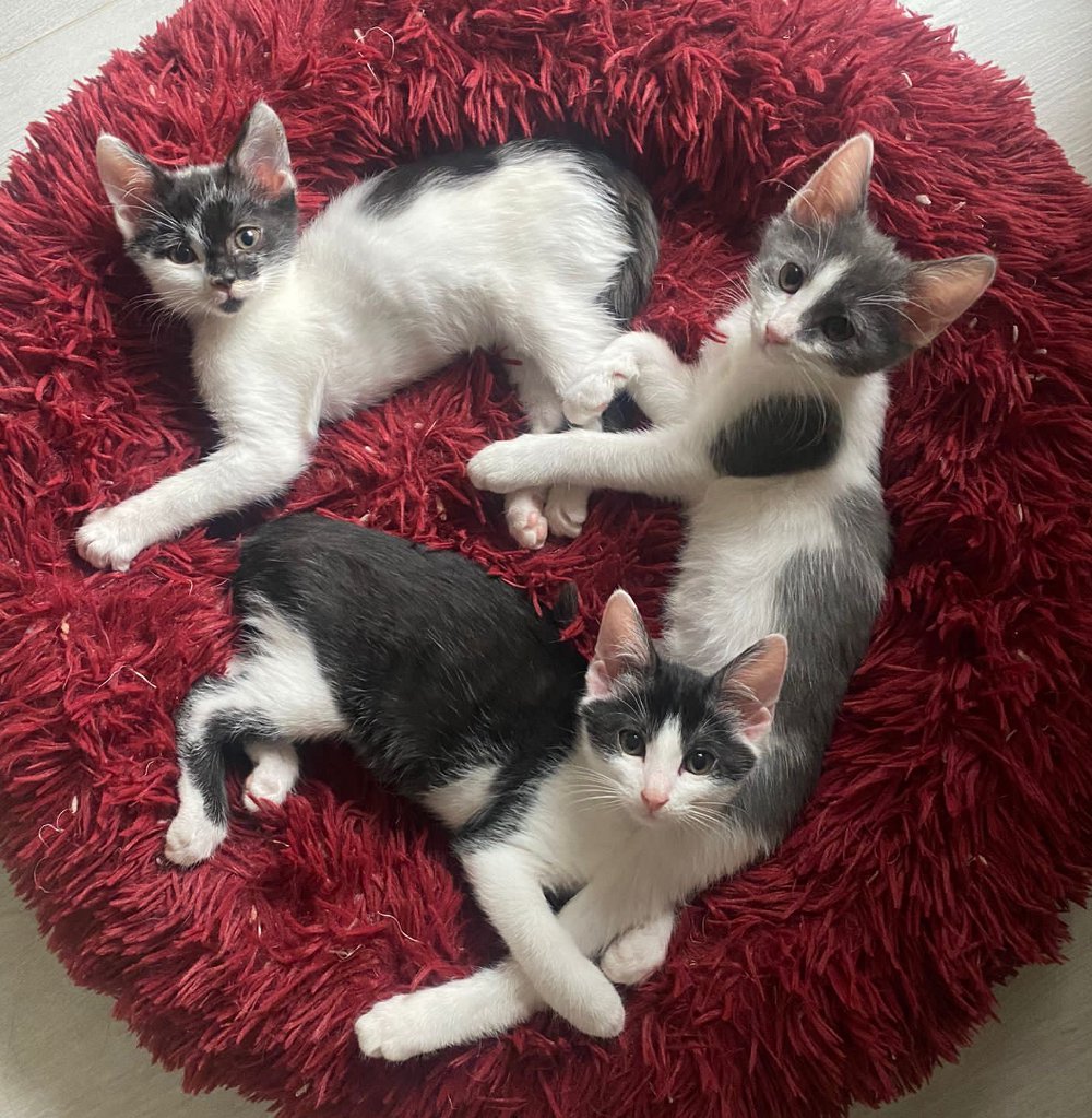 Asilo dei Cuccioli: cercansi mamme o papà in prestito per i gattini radiobau.it/2024/03/08/asi… <a href="/enpaonlus/">Enpa Odv</a>